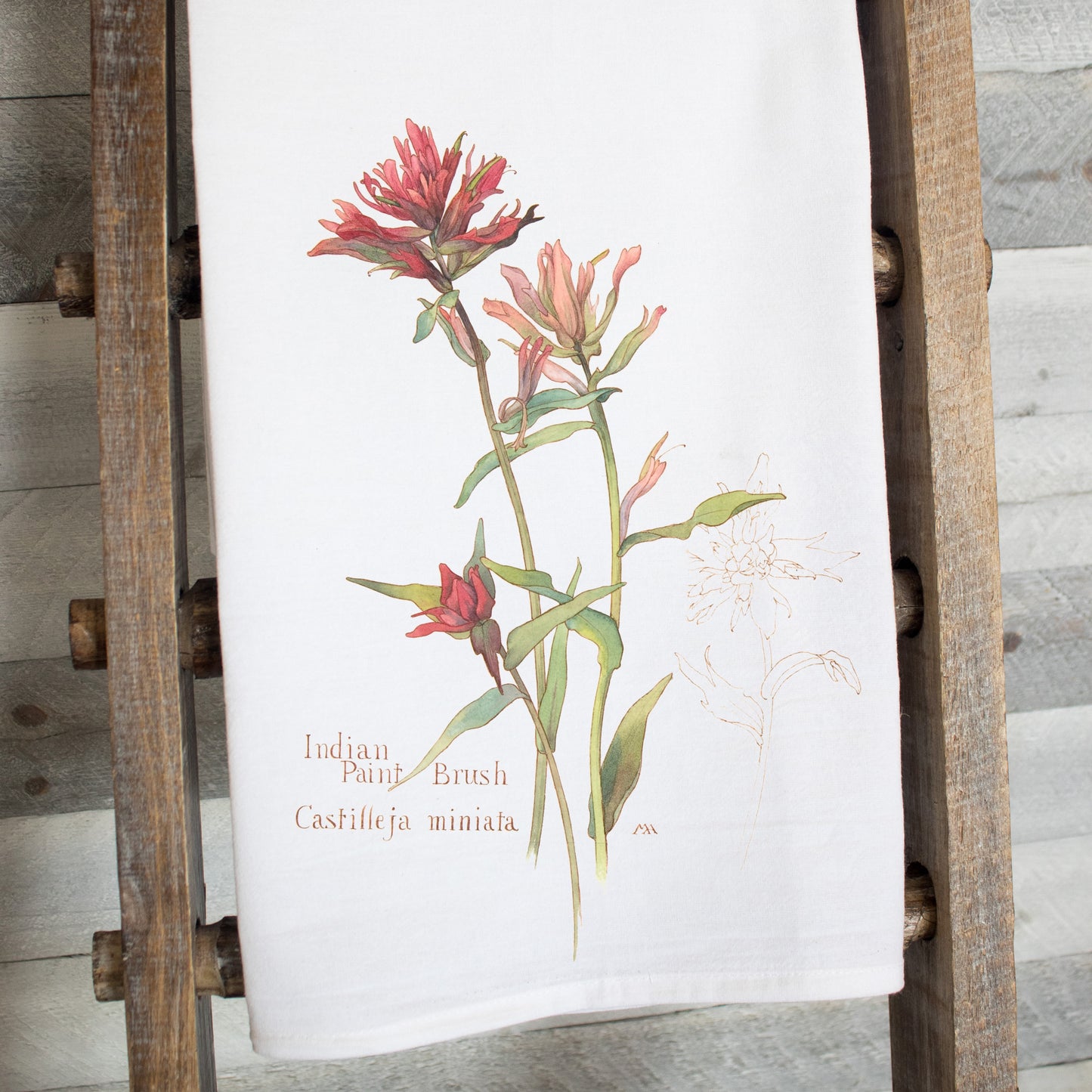 Vintage botanical Indian Paintbrush tea towel with watercolor illustration and scientific name, printed on white cotton flour sack towel.